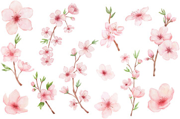 Obraz na płótnie Canvas Set of Branch of Cherry blossom. Watercolor painting sakura isolated on white. Japanese flower illustration.