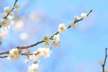 Japanese plum blossom in early spring