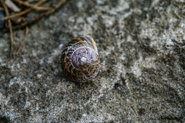 snail on a stone