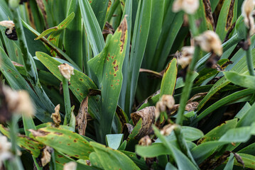 leafy plant in the garden