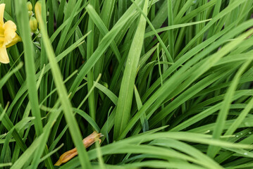 grass in the morning