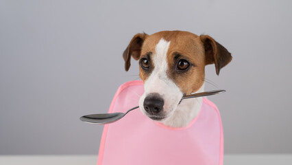 Jack Russell Terrier dog in a pink bib holding a spoon in his mouth. 