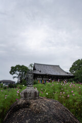 Fototapeta na wymiar Cosmos at Hannya Temple in Nara Prefecture