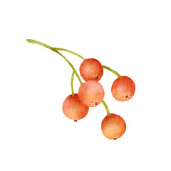 Watercolor illustration of rowan. Bright red branch with berries. Hand drawn fall plant isolated on white background