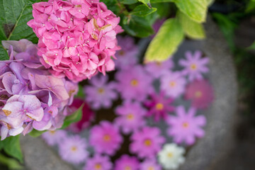 Fototapeta premium Hydrangeas and cosmos at Hannya Temple in Nara Prefecture