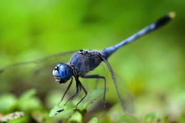 closeup of dragonfly on the leaf around the garden