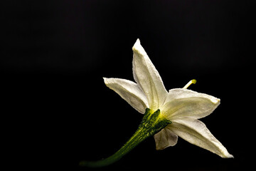 Selective focus macro photography close up image of a little tiny white flower from back view with the black background