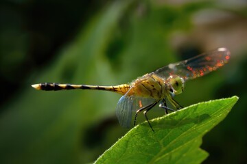 closeup of dragonfly on the leaf around the garden