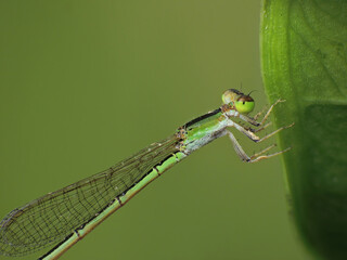 closeup of dragonfly on the leaf around the garden