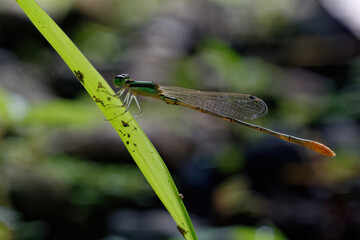 closeup of dragonfly on the leaf around the garden