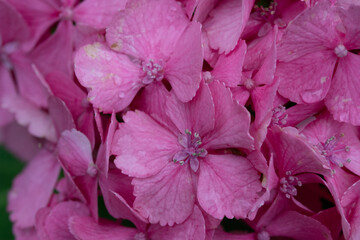 Macro photo of hydrangea at Hannya-ji Temple in Nara Prefecture, Japan