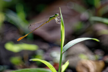 closeup of dragonfly on the leaf around the garden