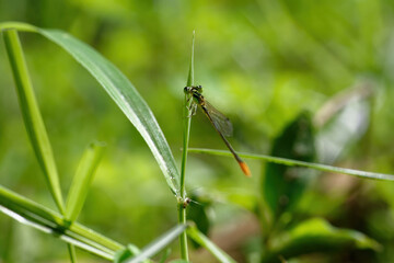 closeup of dragonfly on the leaf around the garden