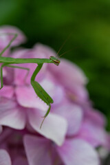 Hydrangea and mantis at Hannya-ji Temple in Nara Prefecture