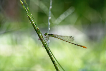 closeup of dragonfly on the leaf around the garden