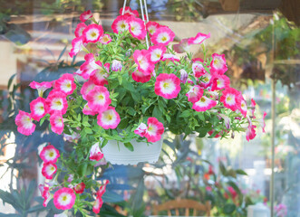 Close up shot of a Petunia plant with pink flowers mixed with white. Petunia care Concept