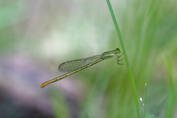 closeup of dragonfly on the leaf around the garden
