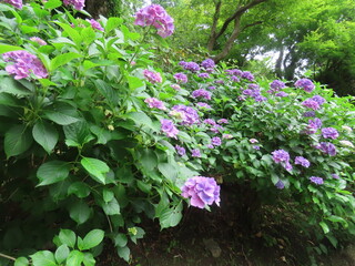 奈良の長谷寺であじさいと