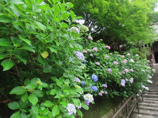 奈良の長谷寺であじさいと