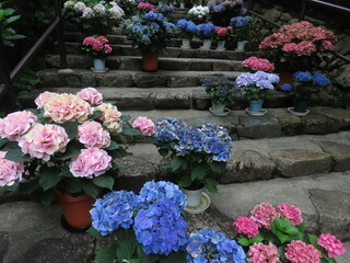 奈良の長谷寺であじさいと