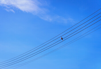The power line has birds on it.