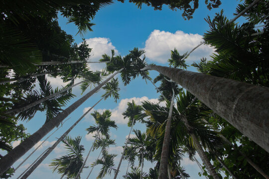 Adakka Bilder Durchsuchen 3 Archivfotos, und Videos