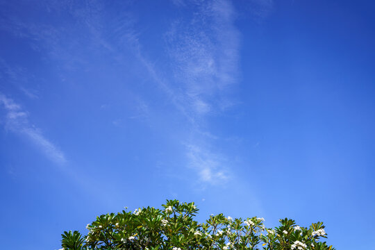 The blue sky had clouds below the frangipani tree.