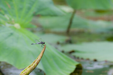白鷺公園（大阪府堺市）の蓮