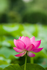 白鷺公園（大阪府堺市）の蓮