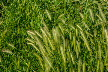 cultivated field with green grass barley