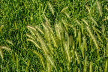 cultivated field with green grass barley