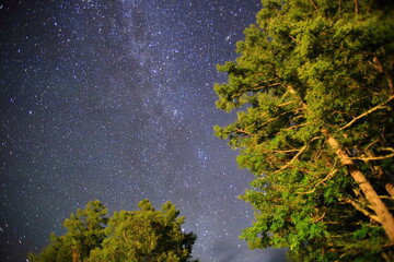 小田代ヶ原の星々と木
