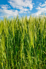 Spikes barley in a green composition .