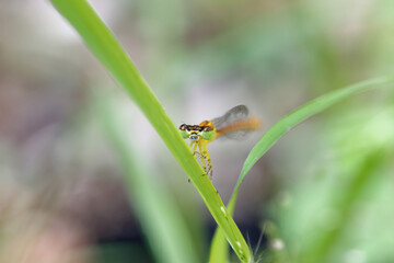 closeup of dragonfly on the leaf around the garden