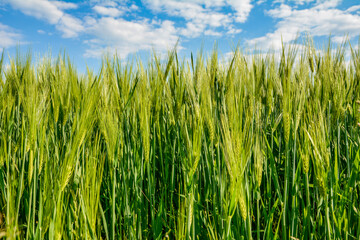 Spikes barley in a green composition .