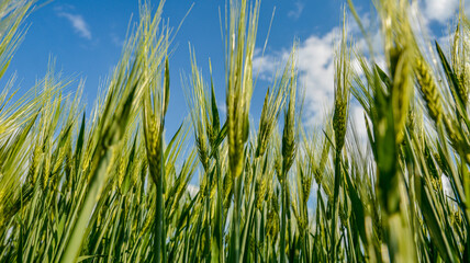Spikes barley in a green composition .