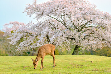 nara deer in the spring park