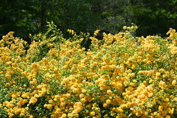 国営アルプスあづみの公園内に咲いていた黄色い花のテーブル