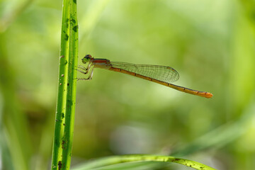 closeup of dragonfly on the leaf around the garden