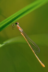 closeup of dragonfly on the leaf around the garden