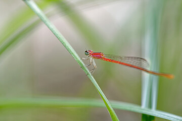 closeup of dragonfly on the leaf around the garden