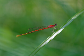 closeup of dragonfly on the leaf around the garden