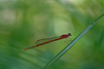 closeup of dragonfly on the leaf around the garden