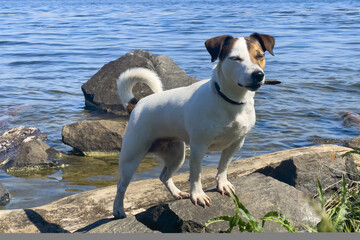 Jack Russell on the rocks by the sea