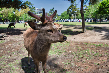 A portrait of the male deer.   Nara Japan      
