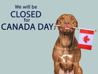 Signboard with the inscription We will be closed for Canada Day. Lovable, pretty brown puppy and...