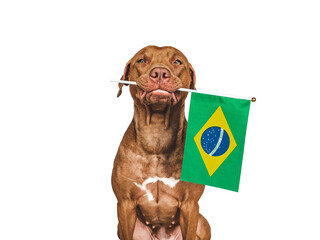 Lovable, pretty dog and Brazilian Flag. Closeup, indoors. Studio photo. Congratulations for family,...