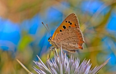 Small Copper (Lycaena phlaeas) is the smallest type of copper that can be observed for twelve months in the southern regions of Turkey.