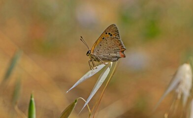 Small Copper (Lycaena phlaeas) is the smallest type of copper that can be observed for twelve months in the southern regions of Turkey.