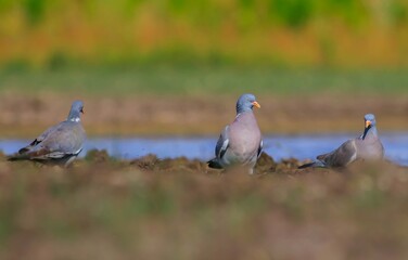 ommon Wood Pigeon (Columba palumbus) is usually lives in large herds in cereal fields and gardens. It is a common type of pigeon.